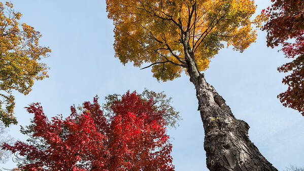 Fall Poster featuring the photograph The Space Between by Glenn DiPaola