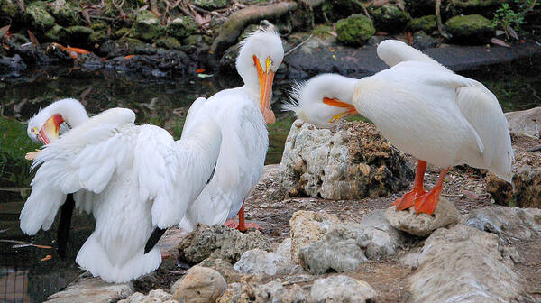 American Pelicans Poster featuring the photograph Three Amigos White Pelicans by Donna Proctor