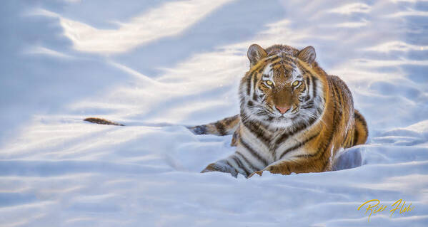 Animals Poster featuring the photograph Tiger in the Snow by Rikk Flohr