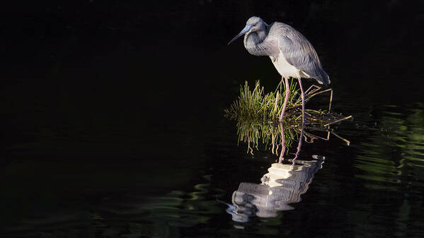 Tricolor Heron Poster featuring the photograph Tricolor Heron Reflection by Don Durfee