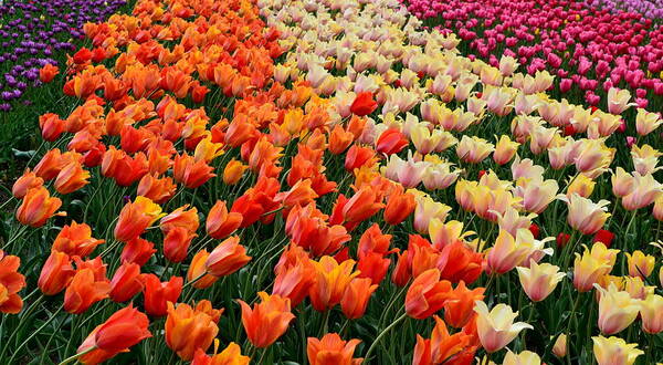 Hollander Poster featuring the photograph Tulip Field with Orange and Pink by Michelle Calkins