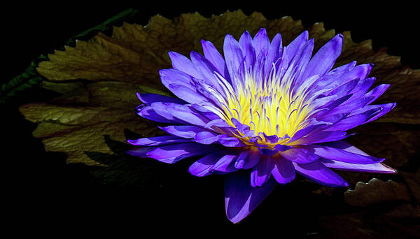 Waterlily Poster featuring the photograph Ultra Violet Tropical Waterlily by Julie Palencia