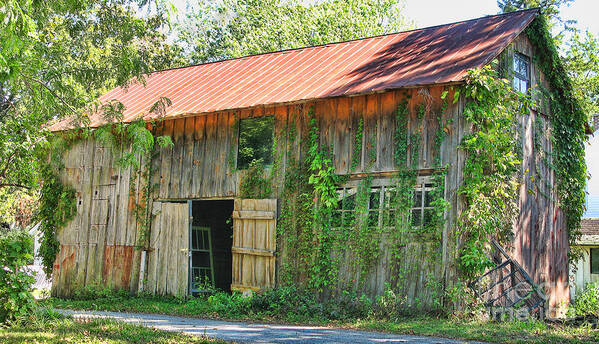 Old Barn Poster featuring the photograph Vine Covered Barn 9727 by Jack Schultz
