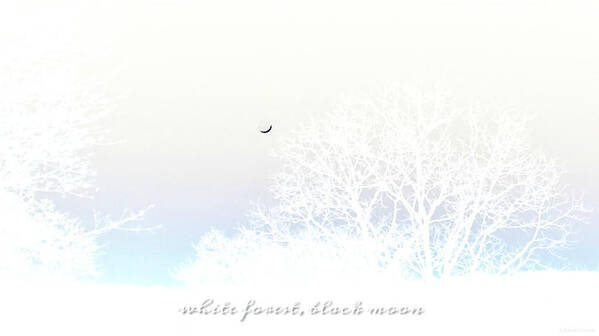 White Forest Black Moon Poster featuring the photograph White Forest Black Moon by Dark Whimsy