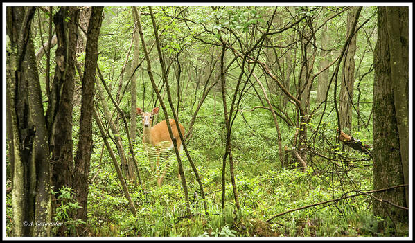 White-tailed Deer Poster featuring the photograph White-tailed Deer in a Pennsylvania Forest by A Macarthur Gurmankin