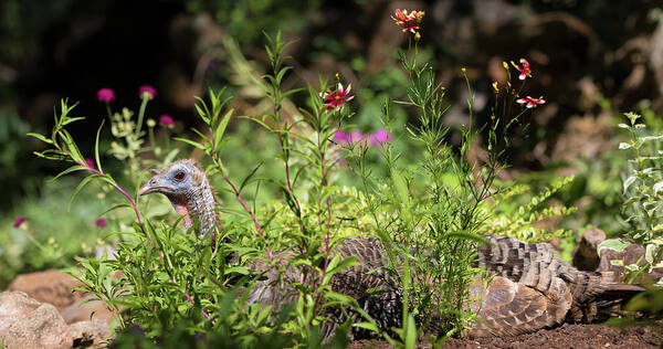 Wild Turkey Poster featuring the photograph Wild Mama Turkey in the Garden by Kathleen Bishop