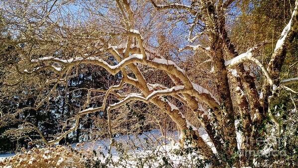 Landscape Poster featuring the photograph Winter Scene by Anita Adams