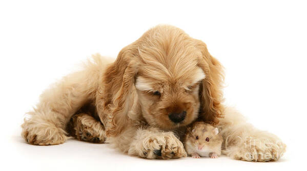 American Cocker Spaniel Poster featuring the photograph You'll be Fine, Little Guy by Warren Photographic