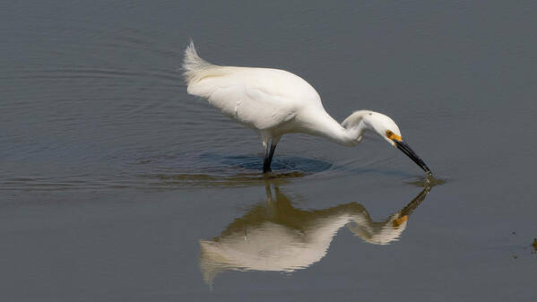 Egret Poster featuring the photograph Mirror Image #2 by Patrick Nowotny