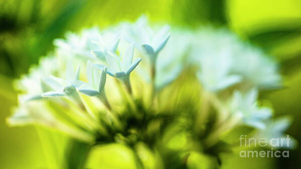 Background Poster featuring the photograph White Pentas Flowers #1 by Raul Rodriguez