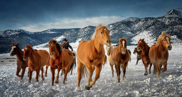 Colorado Poster featuring the photograph Colorado Horses #2 by David Soldano
