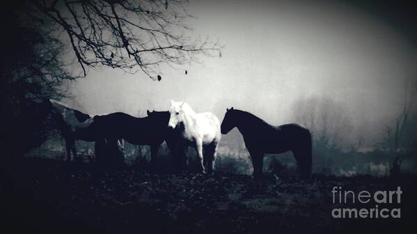 Horses Poster featuring the photograph Misty Morning #3 by Rabiah Seminole