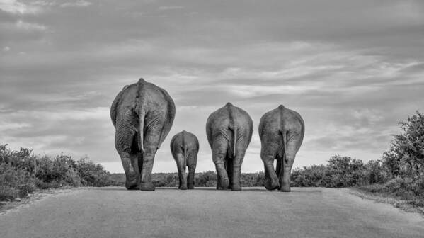 Animals Poster featuring the photograph A Family Of Elephants Wanders by Cathy Withers-Clarke