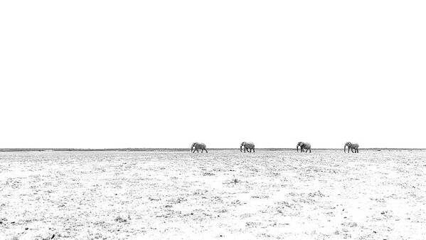 Elephant Poster featuring the photograph A Long Dusty Road by Hamish Mitchell