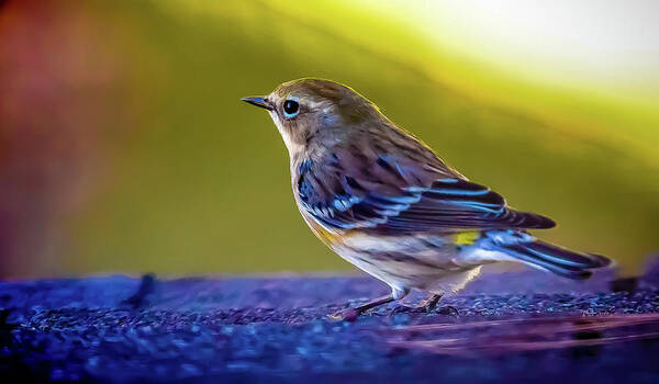 Bird Poster featuring the digital art A Yellow Rumped Warbler Visitor by Ed Stines