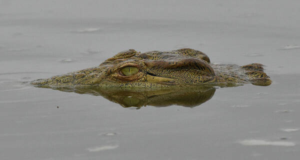 Croc Poster featuring the photograph African Crocodile by Ben Foster