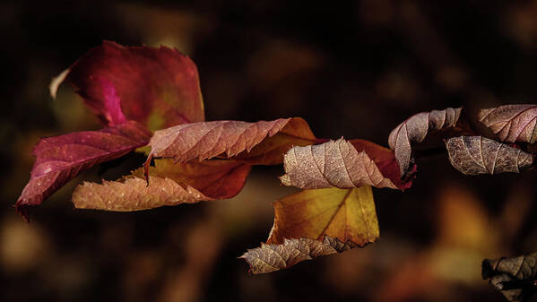 Leave Poster featuring the photograph Autumn Curls by Glenn DiPaola