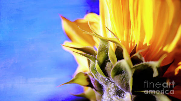 Sunflower Poster featuring the photograph Beyond The Visible by Janie Johnson