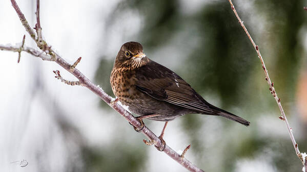 Female Common Blackbird Poster featuring the photograph Blackbird with snow on the beak by Torbjorn Swenelius