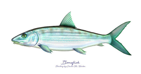 Charles Harden Poster featuring the painting Bonefish by Charles Harden