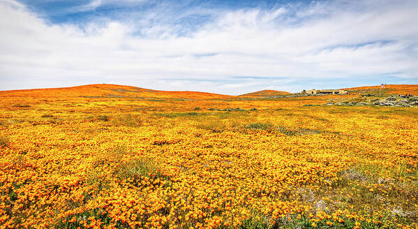 Poppies Poster featuring the photograph California Poppy Superbloom 2019 - Panorama #2 by Gene Parks