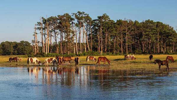 Grass Poster featuring the photograph chincoteague Island ponies by Louis Dallara