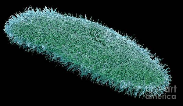 Aquatic Poster featuring the photograph Ciliate Protozoan by Steve Gschmeissner/science Photo Library