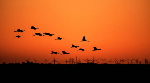 Cranes Poster featuring the photograph Cranes And Wind Farm by H Jiang