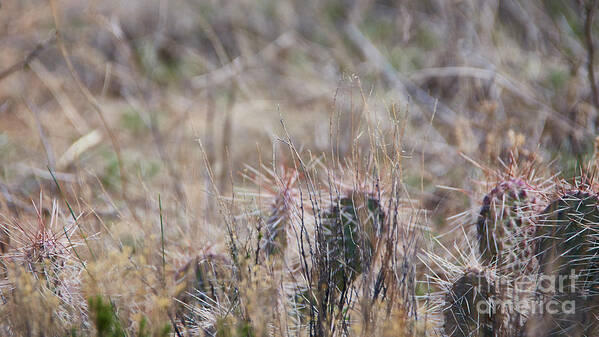 New Mexico Desert Poster featuring the photograph Desert Obscure by Robert WK Clark