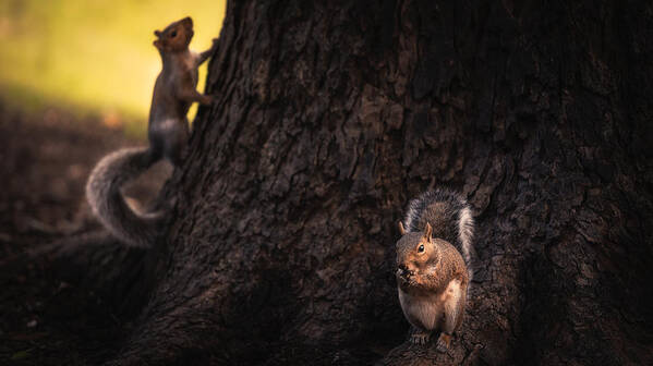 Squirrel Poster featuring the photograph Dinner Time! by Shutterlore