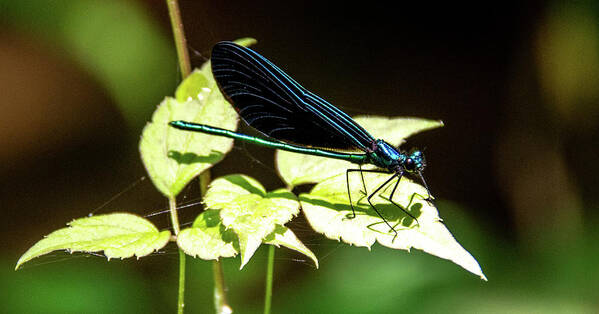 Green Poster featuring the photograph Dragon Fly Iridescence by Marcy Wielfaert