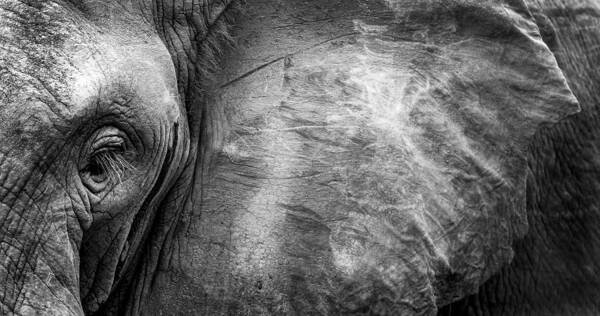 Africa Poster featuring the photograph Elephant Face by Wildphotoart