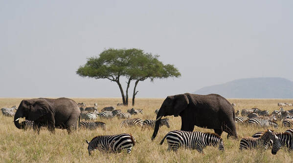 Grass Poster featuring the photograph Elephants And Zebra In The Serengeti by Wldavies