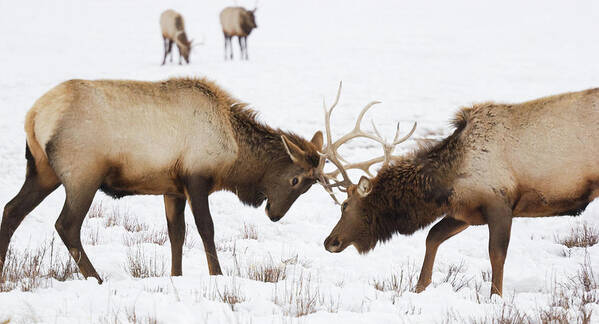 Rutting Poster featuring the photograph Elk Sparring by Kencanning