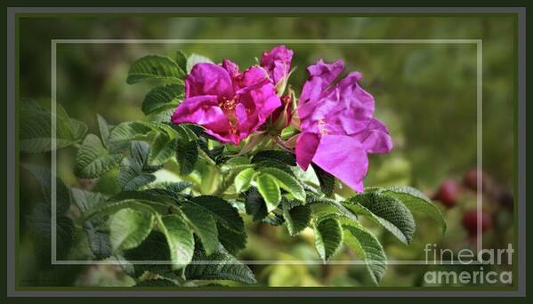 Wild Roses Poster featuring the photograph Framed Wild Island Rose by Sandra Huston