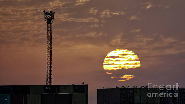 Bright Poster featuring the photograph Giant Sun at Sunrise Cadiz Harbour by Pablo Avanzini
