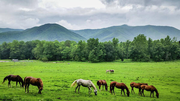 Clouds Poster featuring the photograph Grazing by Joe Leone