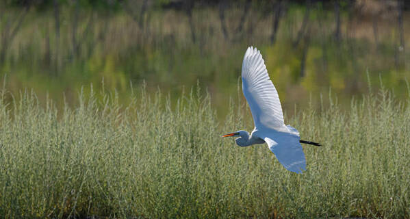 Great White Egret Poster featuring the photograph Great White Egret 3 by Rick Mosher