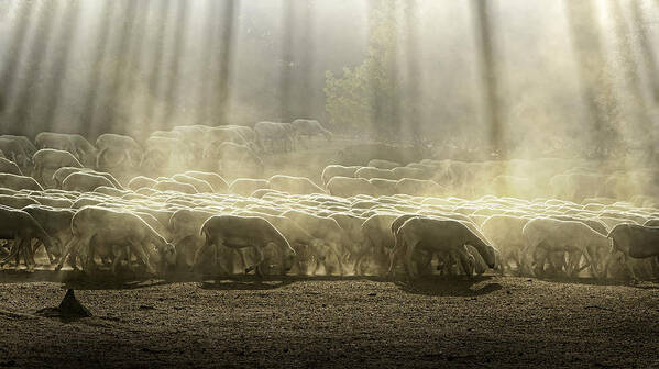 Grass; Poster featuring the photograph Herd Sheep In The Forest by Deyan Georgiev