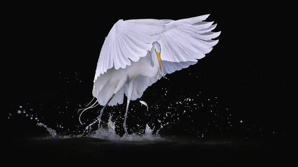 Egret Poster featuring the photograph I See You by Qing Zhao