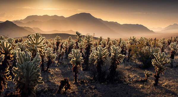  Poster featuring the photograph Joshua Tree Np by Karol Nienartowicz