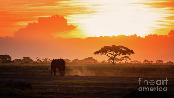 Sunset Poster featuring the photograph Lone elephant walking through Amboseli at sunset by Jane Rix