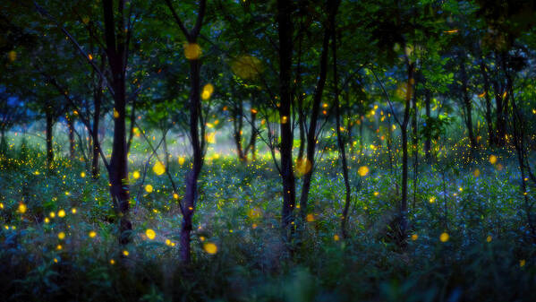 Magic Poster featuring the photograph Magic Fireflies by Hua Zhu