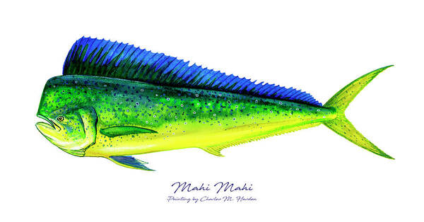 Charles Harden Poster featuring the painting Mahi Mahi by Charles Harden