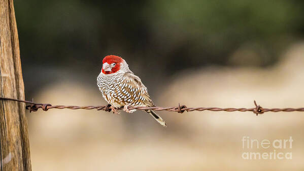 Finch Poster featuring the photograph Male red-headed finch, Namibia by Lyl Dil Creations