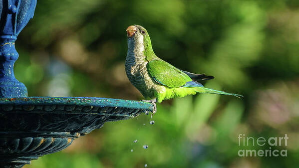 Pretty Poster featuring the photograph Monk Parakeet at Genoves Park Fountain Cadiz by Pablo Avanzini