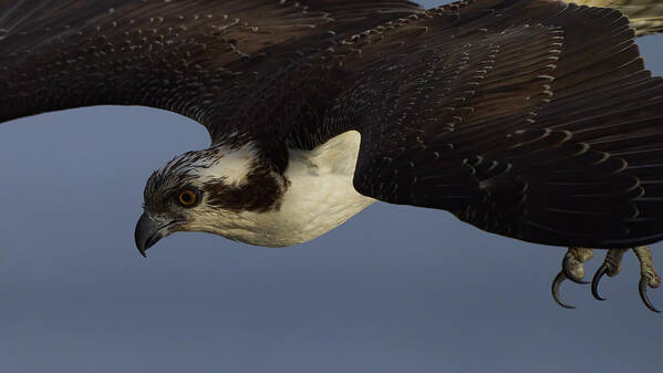 Osprey Poster featuring the photograph Osprey Down by Johnny Chen