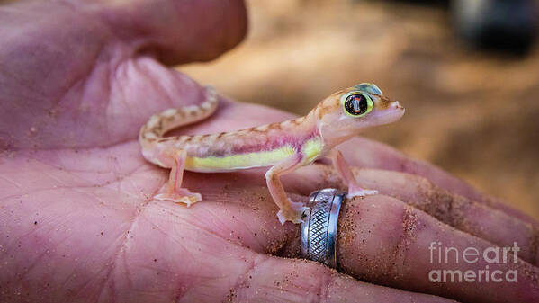 Gecko Poster featuring the photograph Palmato gecko, Namib Desert by Lyl Dil Creations