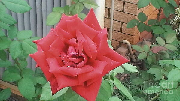 Rose Poster featuring the photograph Preeyapons Flowers by Neil Trapp