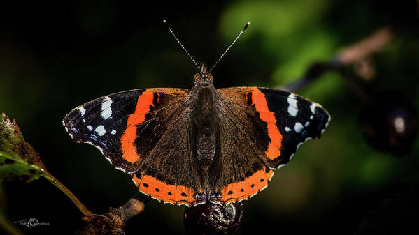 Red Admiral Butterfly Poster featuring the photograph Red Admiral Butterfly in the cherry tree by Torbjorn Swenelius